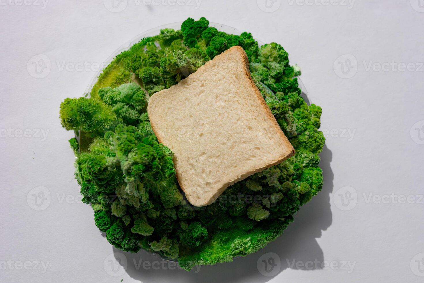 Toast Brot auf Grün Blatt und Moos. foto