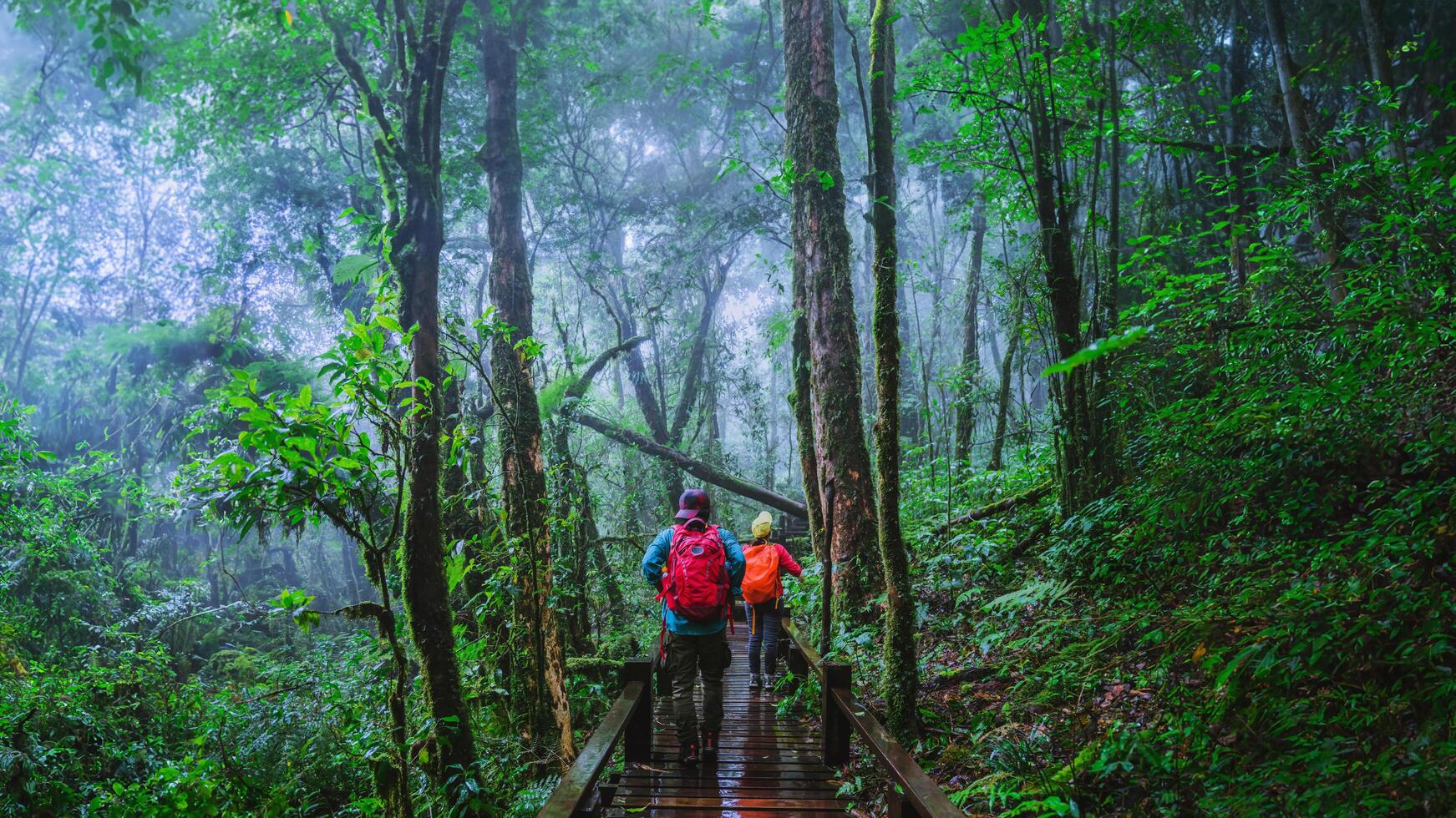 Liebhaber asiatischer Mann und asiatische Frauen reisen die Natur. naturstudie im regenwald von chiangmai in thailand. foto