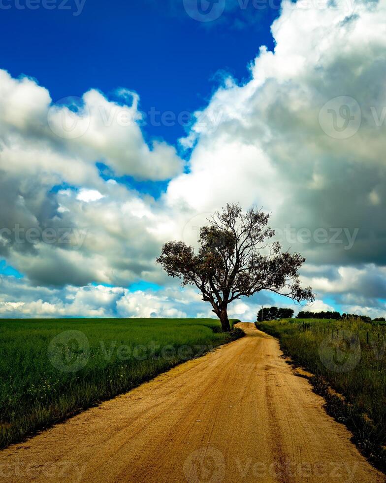 einsam Baum auf ein staubig Land Straße foto