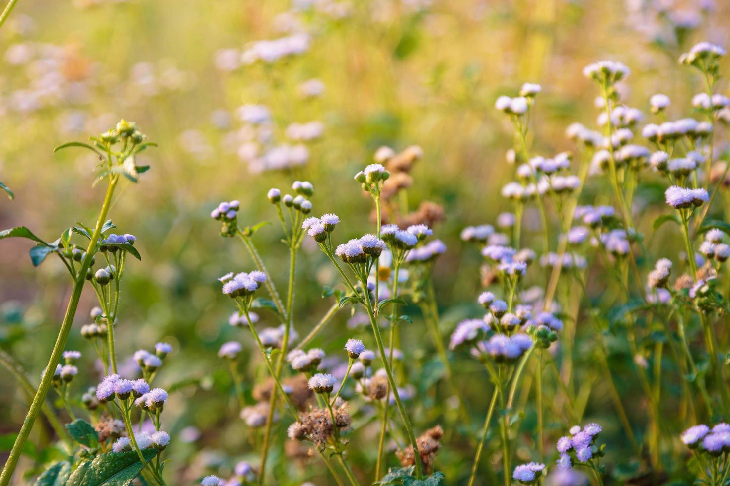 Frühlingsblütenhintergrund. schöne Naturszene mit Blühen foto