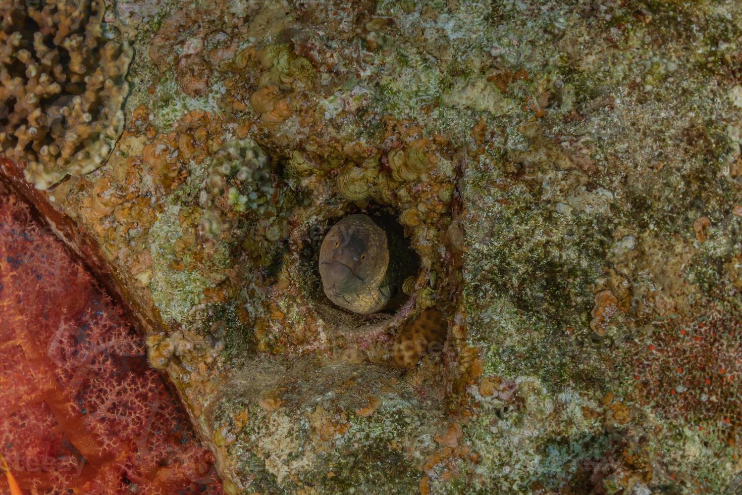 muräne mooray lycodontis undulatus im roten meer, eilat israel foto