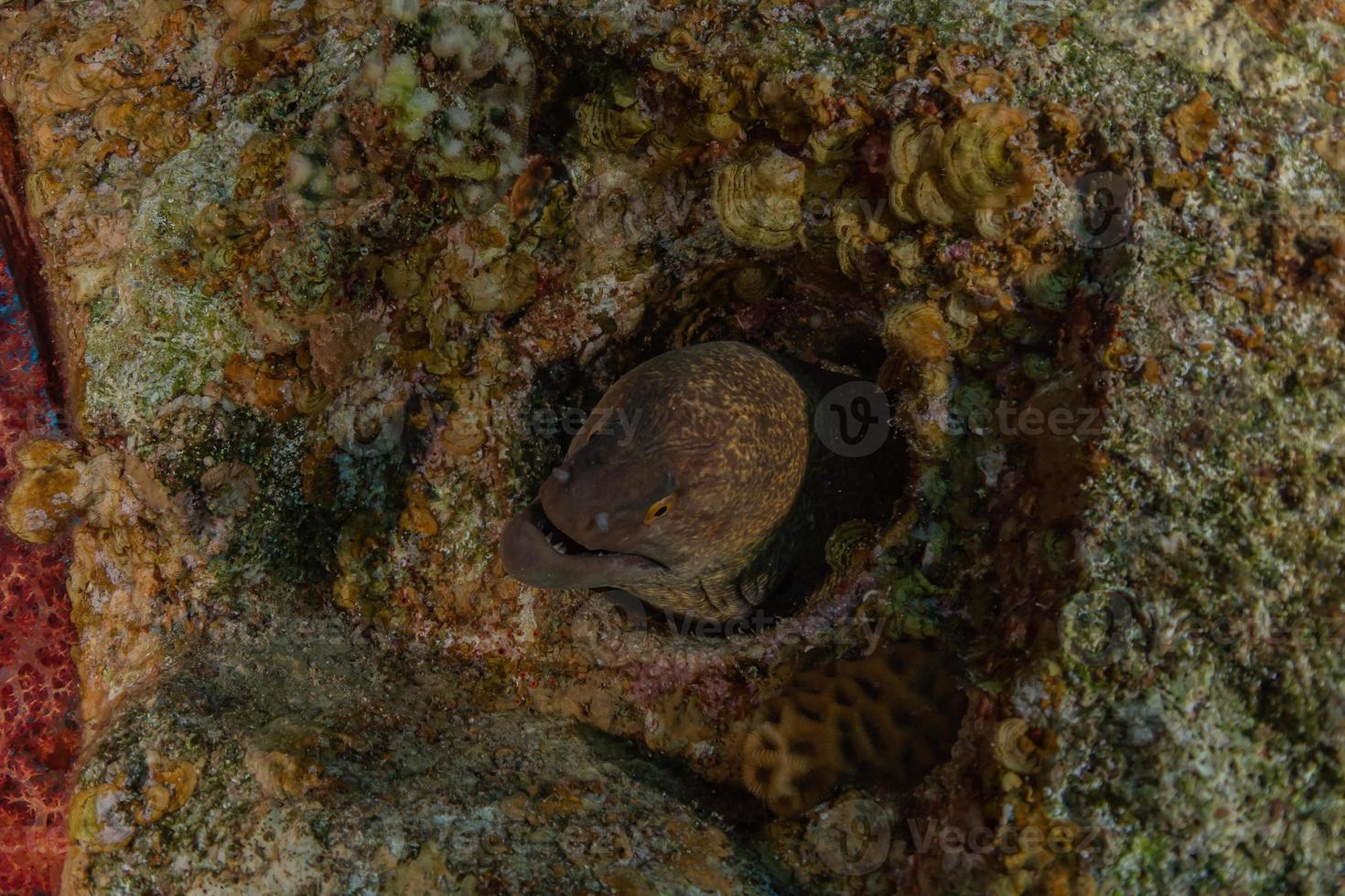 muräne mooray lycodontis undulatus im roten meer, eilat israel foto