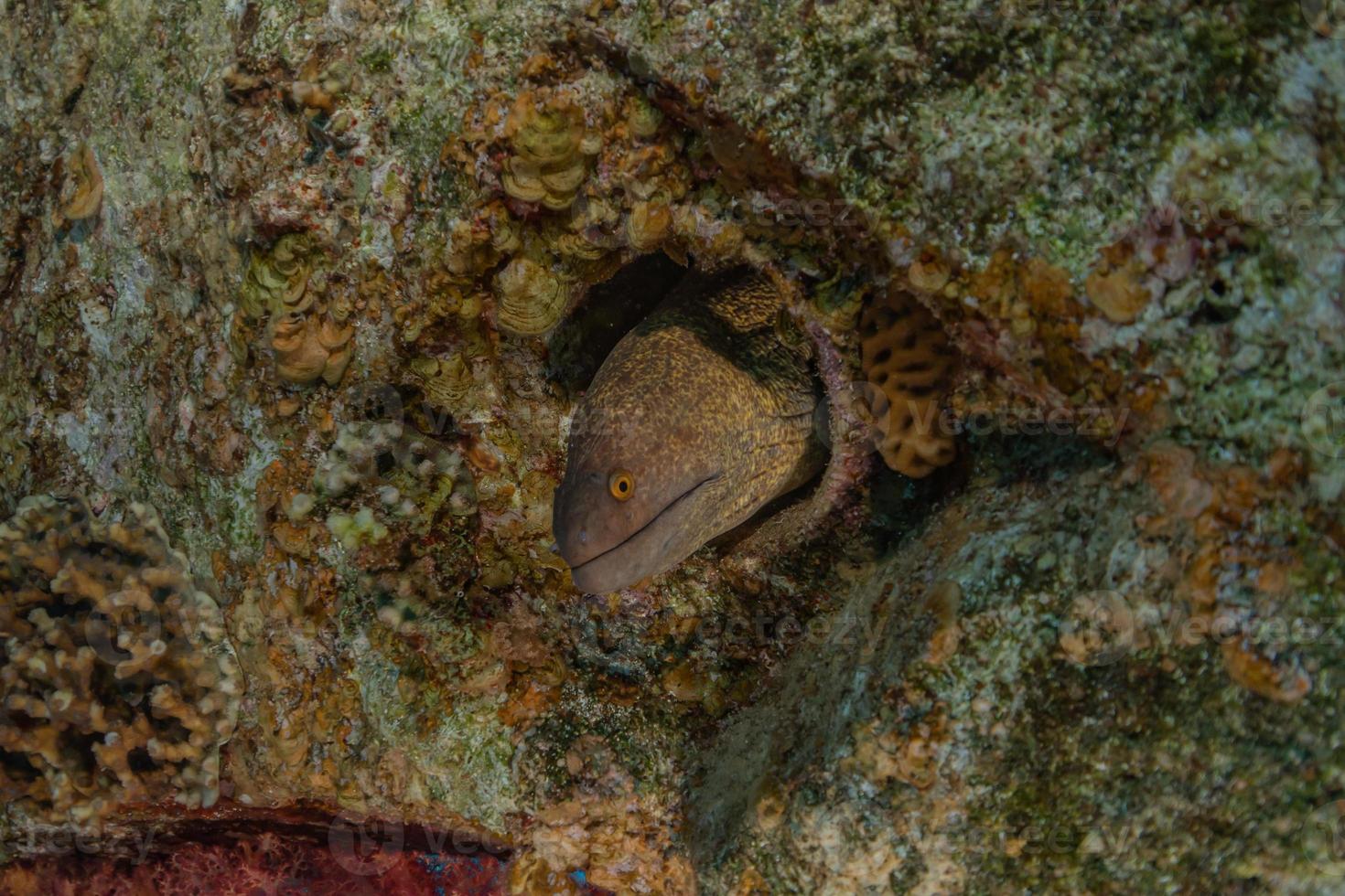 muräne mooray lycodontis undulatus im roten meer, eilat israel foto