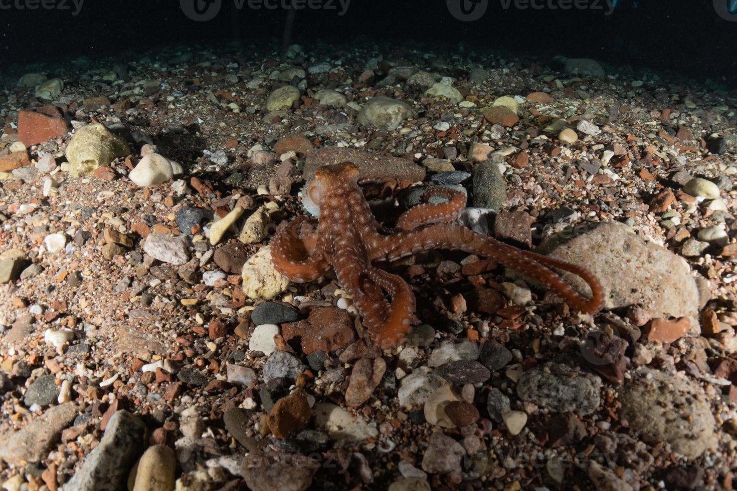 Tintenfischkönig der Tarnung im Roten Meer, Eilat Israel, foto