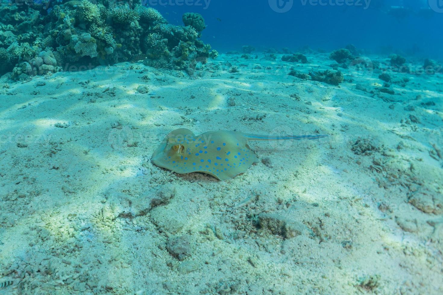 Blaupunktrochen auf dem Meeresboden im Roten Meer foto