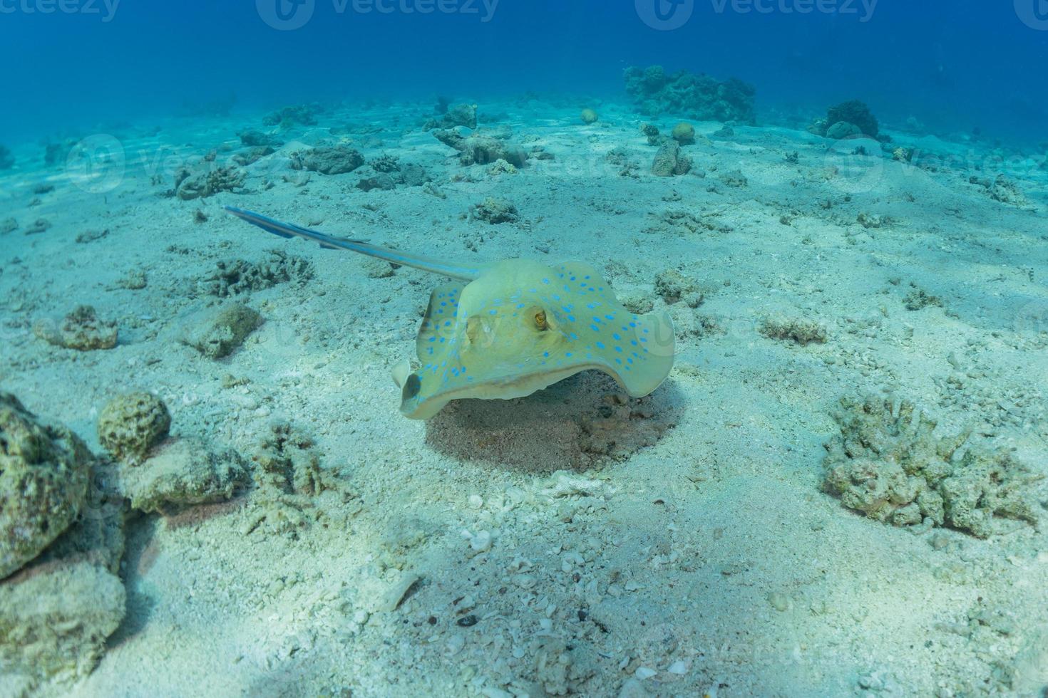 Blaupunktrochen auf dem Meeresboden im Roten Meer foto