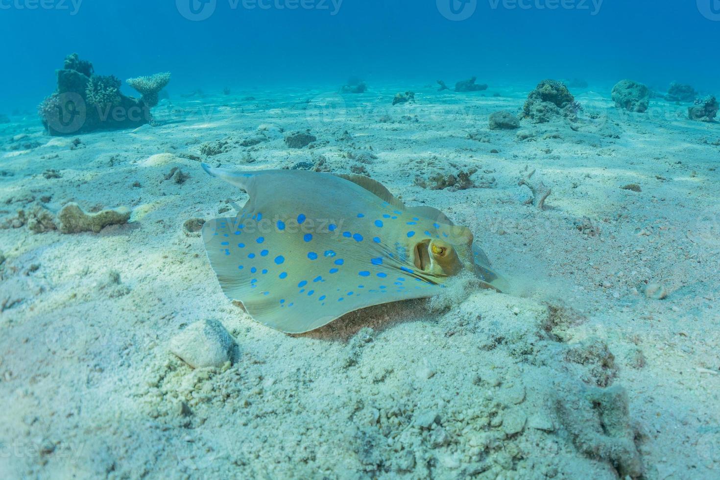 Blaupunktrochen auf dem Meeresboden im Roten Meer foto