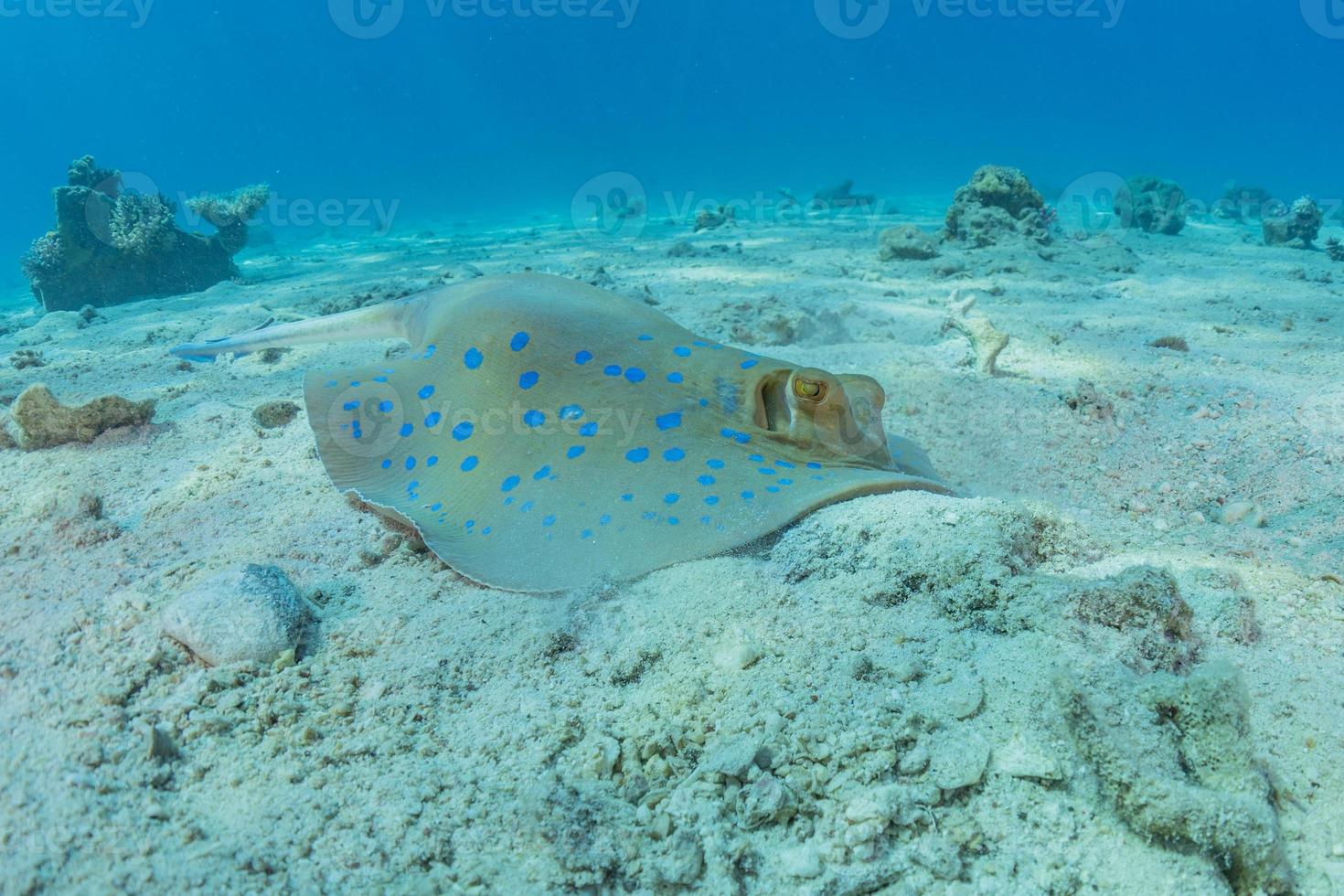 Blaupunktrochen auf dem Meeresboden im Roten Meer foto