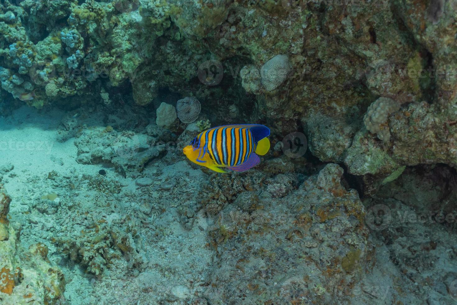 fische schwimmen im roten meer, bunte fische, eilat israel foto