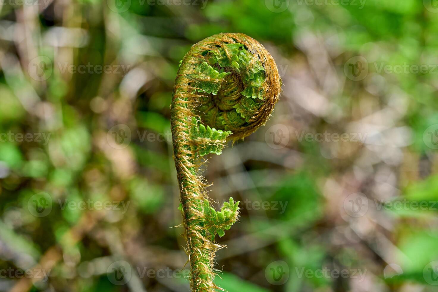 Knospe von Farn im Wald, unten Rhein Region, Deutschland foto