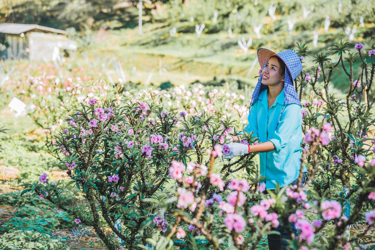 Arbeiterinnen arbeiten im Aprikosenbaumgarten, schöne rosa Aprikosenblüten. foto