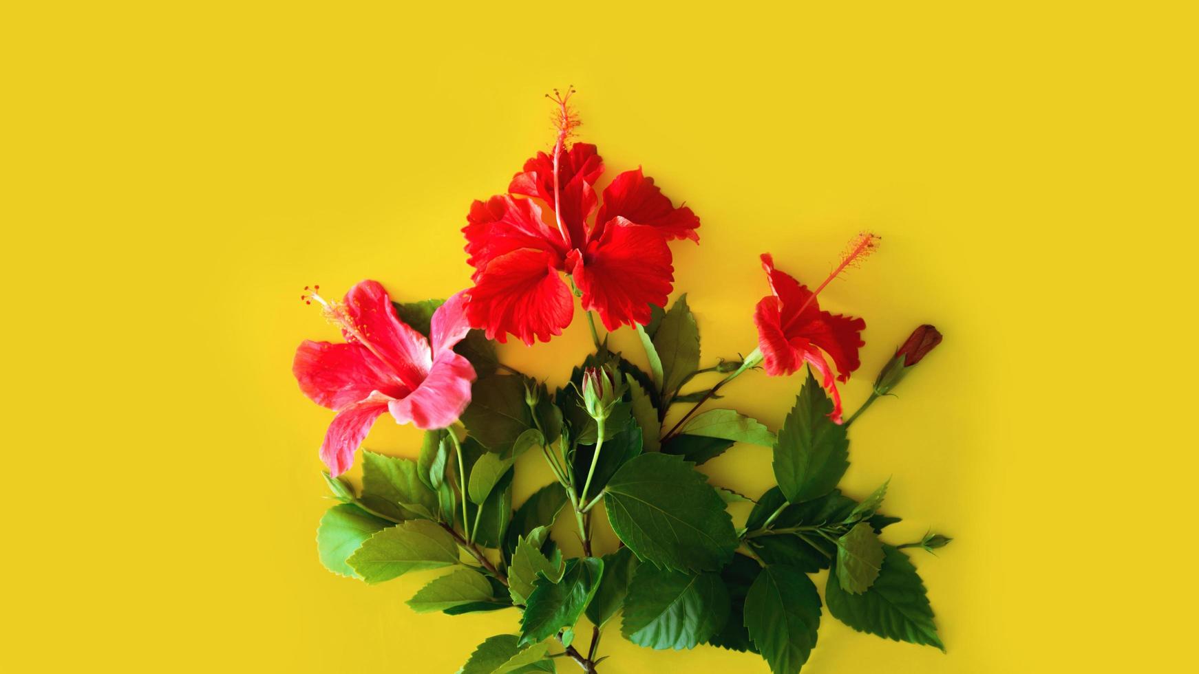 Satz tropischer Pflanzen und heller großer Blume des roten Hibiskus auf gelbem Hintergrund. Konzept Postkarte rote Blume Hibiskus. Sommer foto