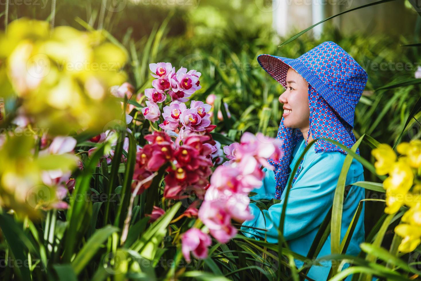 Arbeitergärtner kümmert sich um die Orchideenblüte im Garten. Landwirtschaft, Orchideenplantagenanbau. Cymbidium Orchidee foto