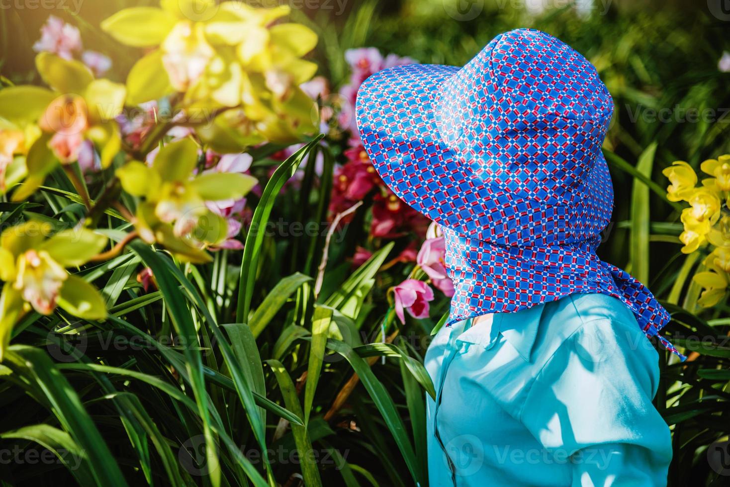 Arbeitergärtner kümmert sich um die Orchideenblüte im Garten. Landwirtschaft, Orchideenplantagenanbau. Cymbidium Orchidee foto