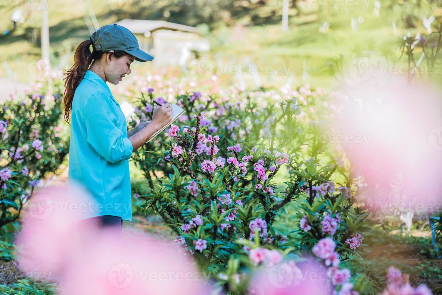 Die Mädchenstudie stellt die Veränderungen fest, Aprikosenwachstum im Garten. schöne Pflaumenblüte Hintergrund Aprikosenblume. foto