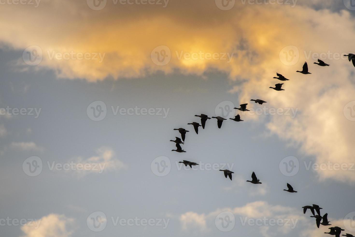 Brants Gänse im Sonnenuntergang foto