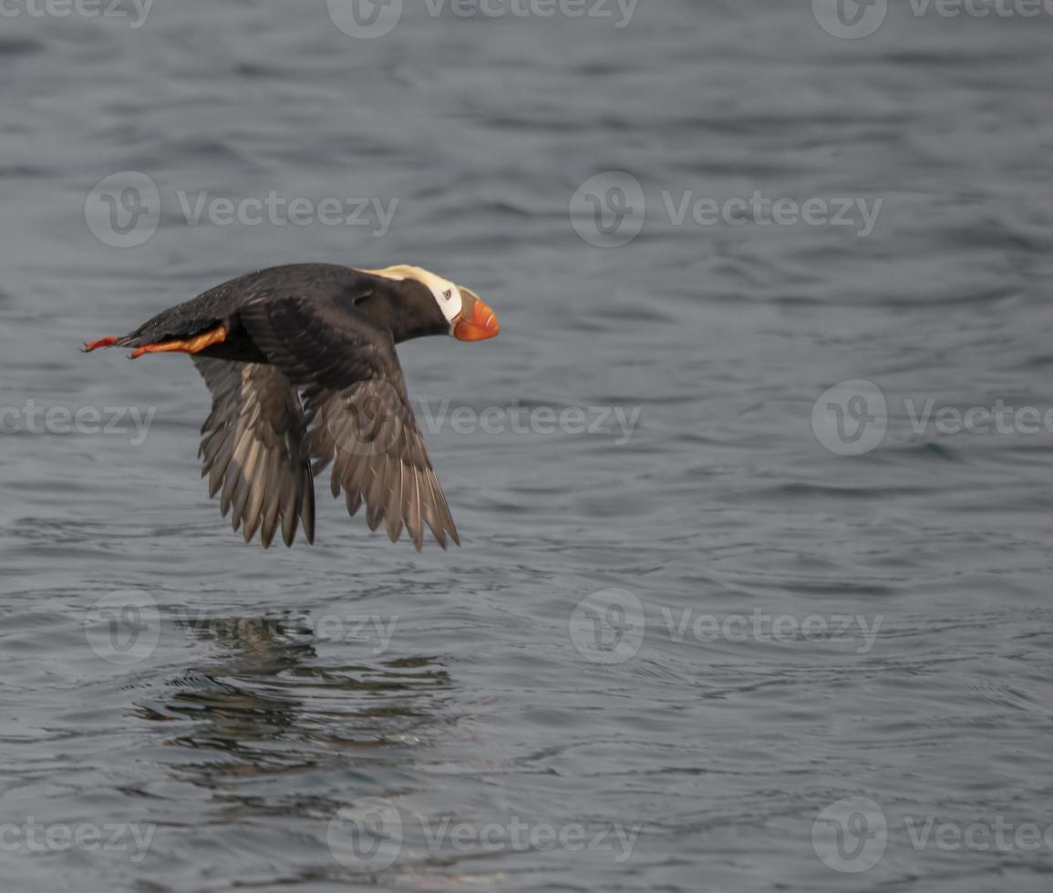 gehörnter Papageientaucher im Flug, Insel Saint Lazaria, Alaska? foto