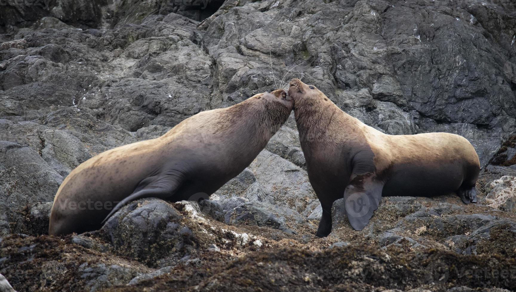 Steller Seelöwen, Indische Inseln, Alaska? foto