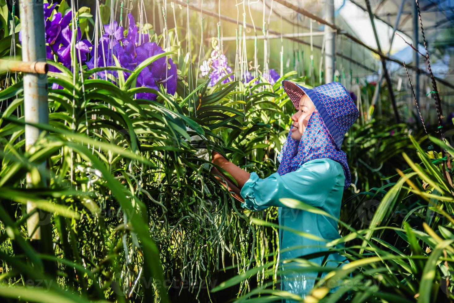 Die junge Arbeiterin kümmert sich um die Orchideenblüte im Garten. Landwirtschaft, Orchideenplantagenanbau.orchidaceae,vanda coerulea foto