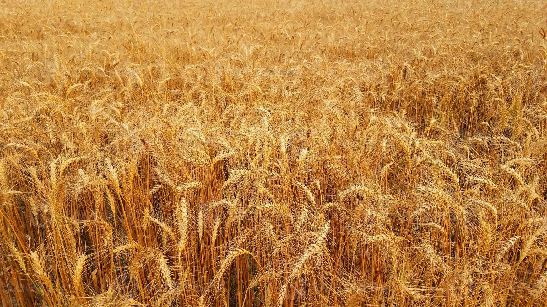 goldener weizen im feld naturfotografie foto