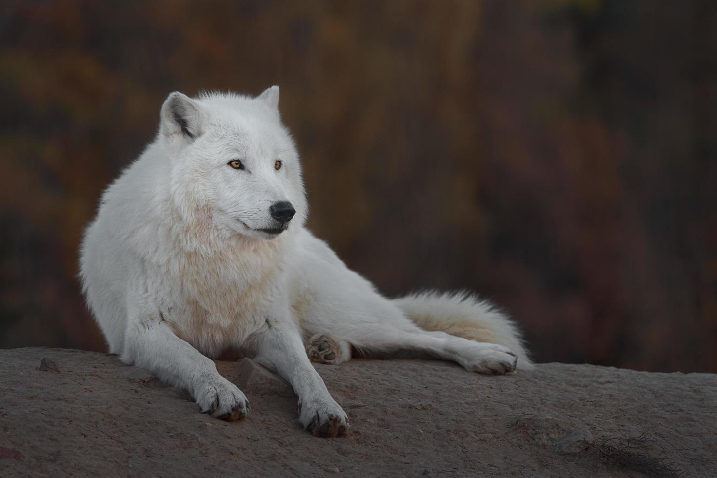 Porträt des arktischen Wolfes foto