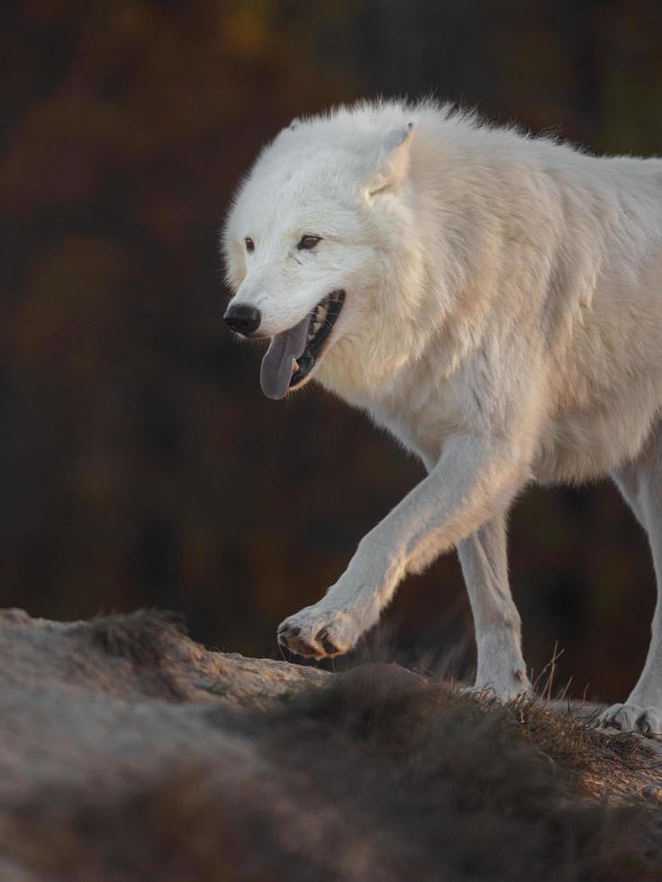 Porträt des arktischen Wolfes foto