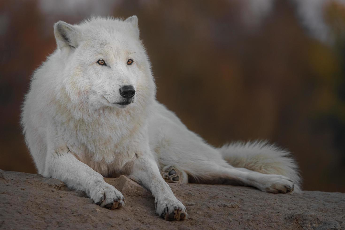 Porträt des arktischen Wolfes foto