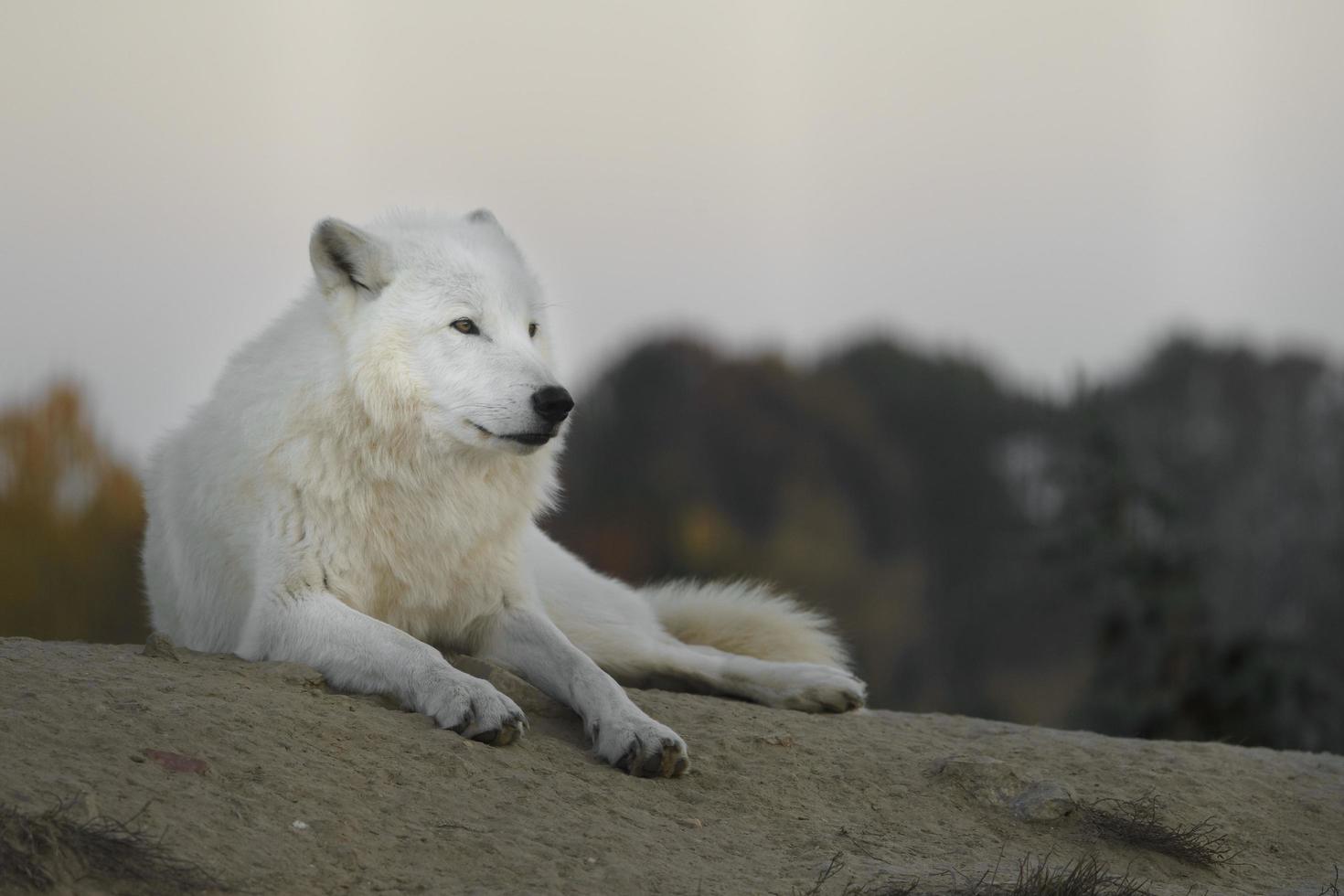 Porträt des arktischen Wolfes foto