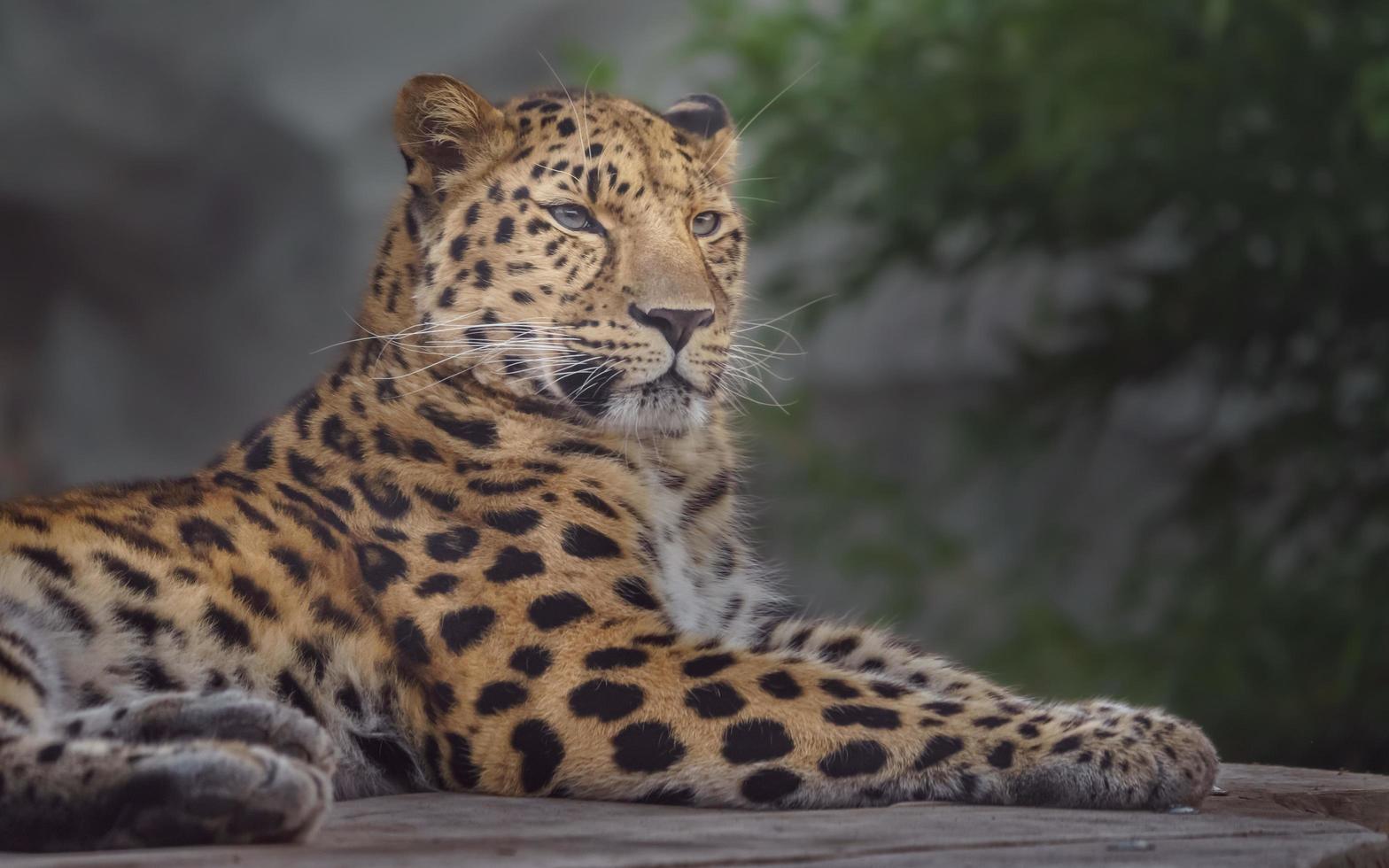 Porträt des Amur-Leoparden foto