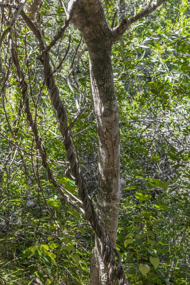 Natur und Wald in Afrika. Nationalpark Tafelberg. foto