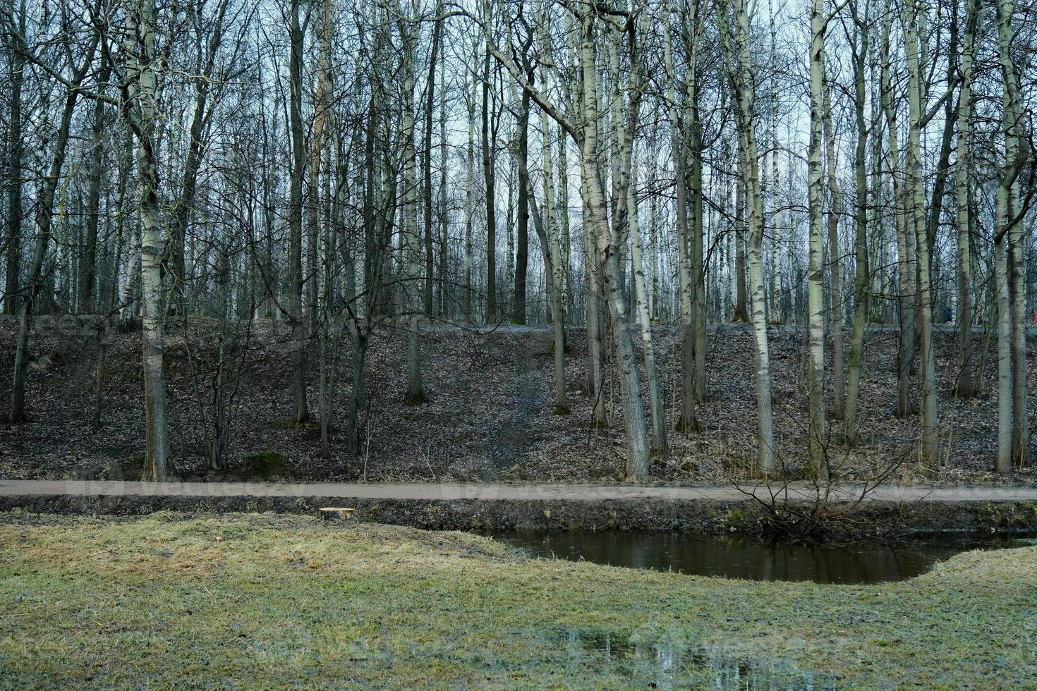 Blick vom Tieflandfeld auf den Hügel mit Bäumen im Frühlingswald im Freien foto