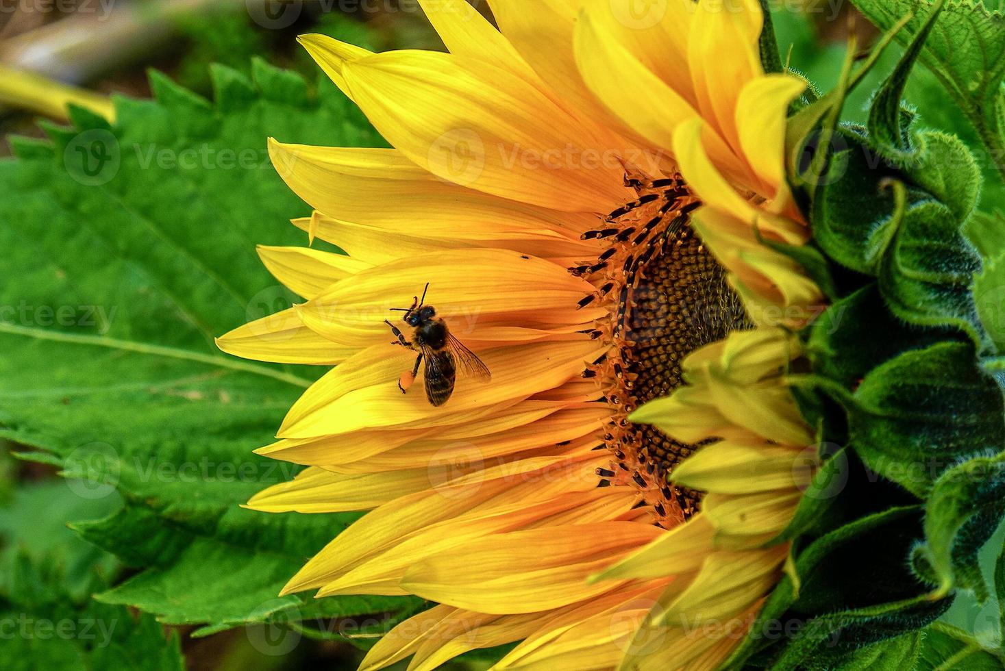 Biene fliegt über Sonnenblume foto