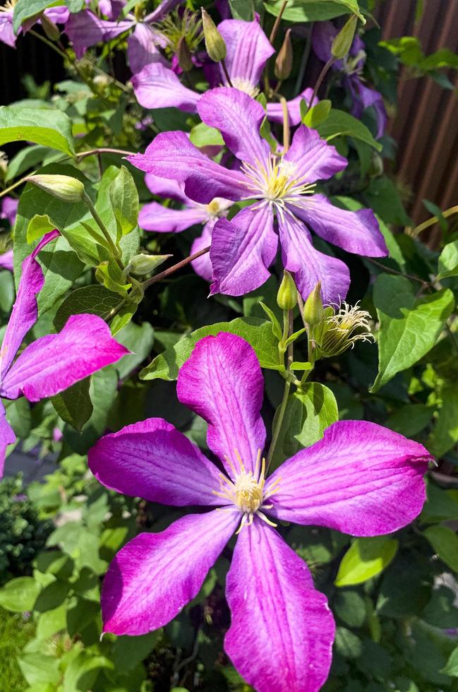 Blumen von Gartenclematis auf grünem Busch. Studiofoto. foto