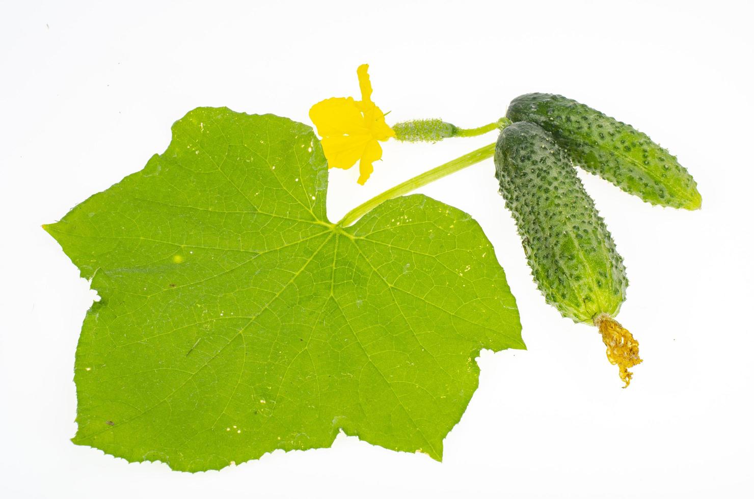 grünes Blatt und Frucht frischer Gurke isoliert auf weißem Hintergrund. Studiofoto foto