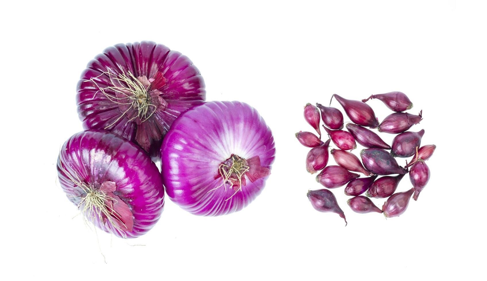 rote Zwiebelzwiebeln und kleine Zwiebeln zum Anpflanzen auf weißem Hintergrund. Studiofoto foto