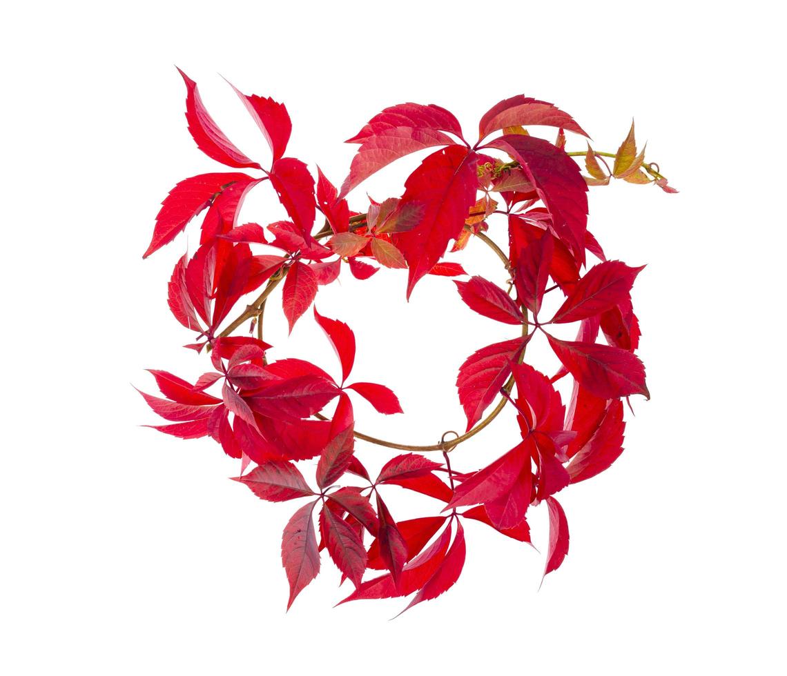 Zweig mit roten Herbstlaub Parthenocissus isoliert auf weißem Hintergrund. Studiofoto foto