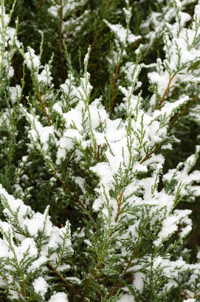 Gartenpflanzen, Büsche, Nadelbäume unter dem Schnee im Winter foto