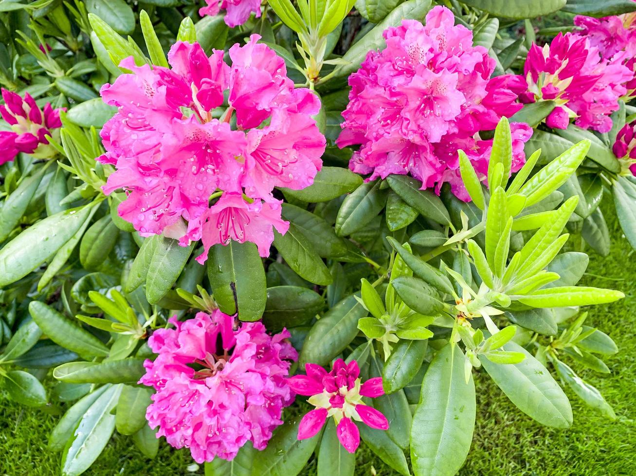 Rhododendronbusch blüht mit schönen rosa Blüten foto