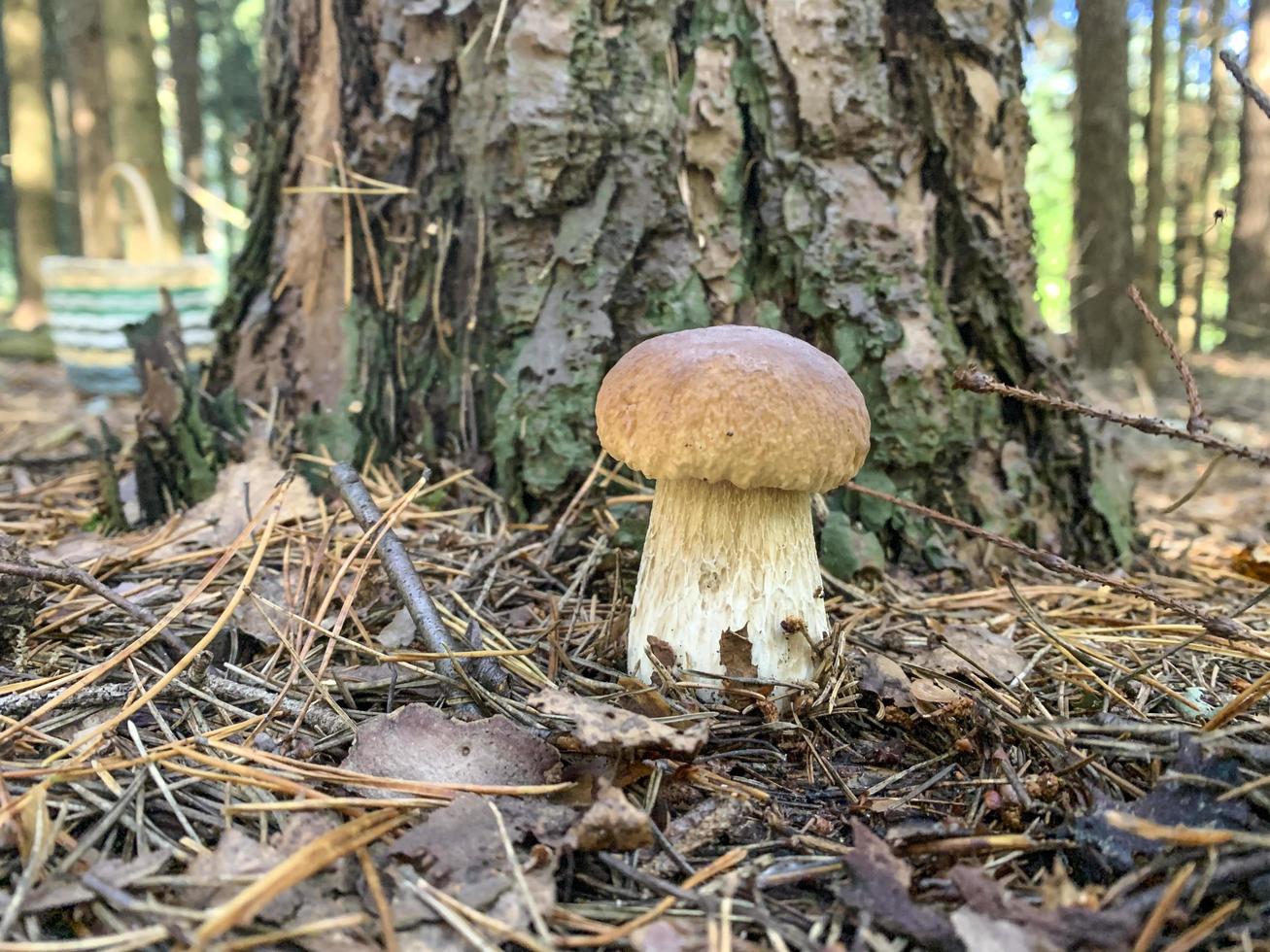 essbarer frischer Steinpilz, der auf Moos im Wald wächst foto