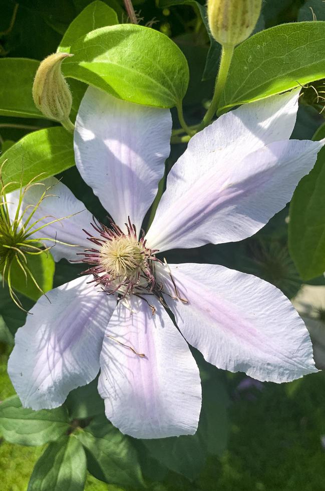 Blumen von Gartenclematis auf grünem Busch. Studiofoto. foto