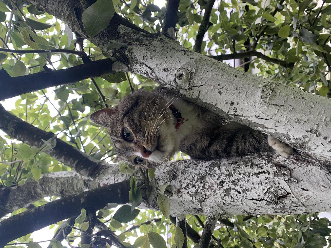 graue Katze, die auf Baum sitzt. Studiofoto foto