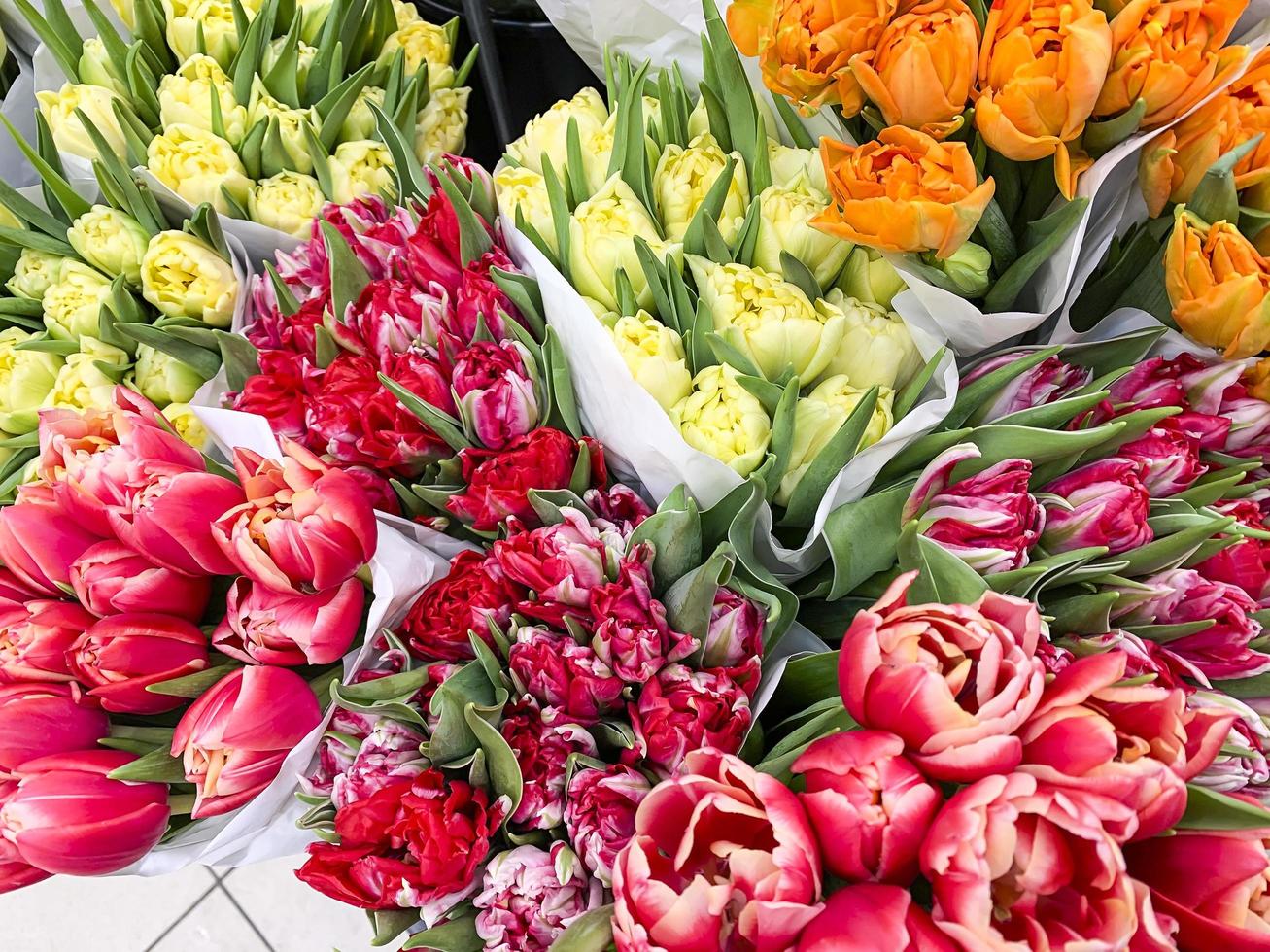 luxuriöse Blumensträuße aus bunten Tulpen. Frühlingsblumen. Geschenke. Studiofoto foto