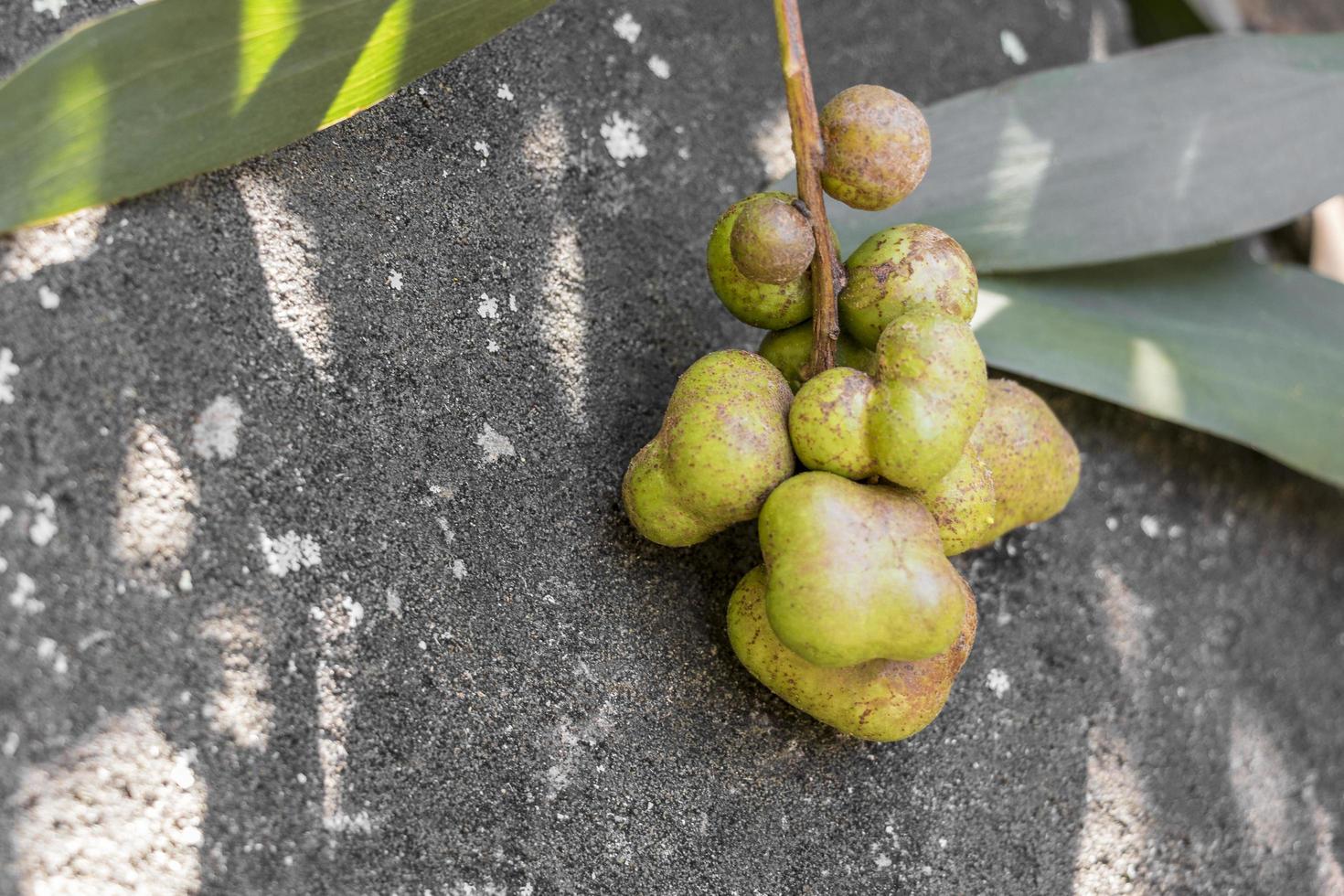 grüne früchte, samen, blumen oder knospen wald von südafrika. foto