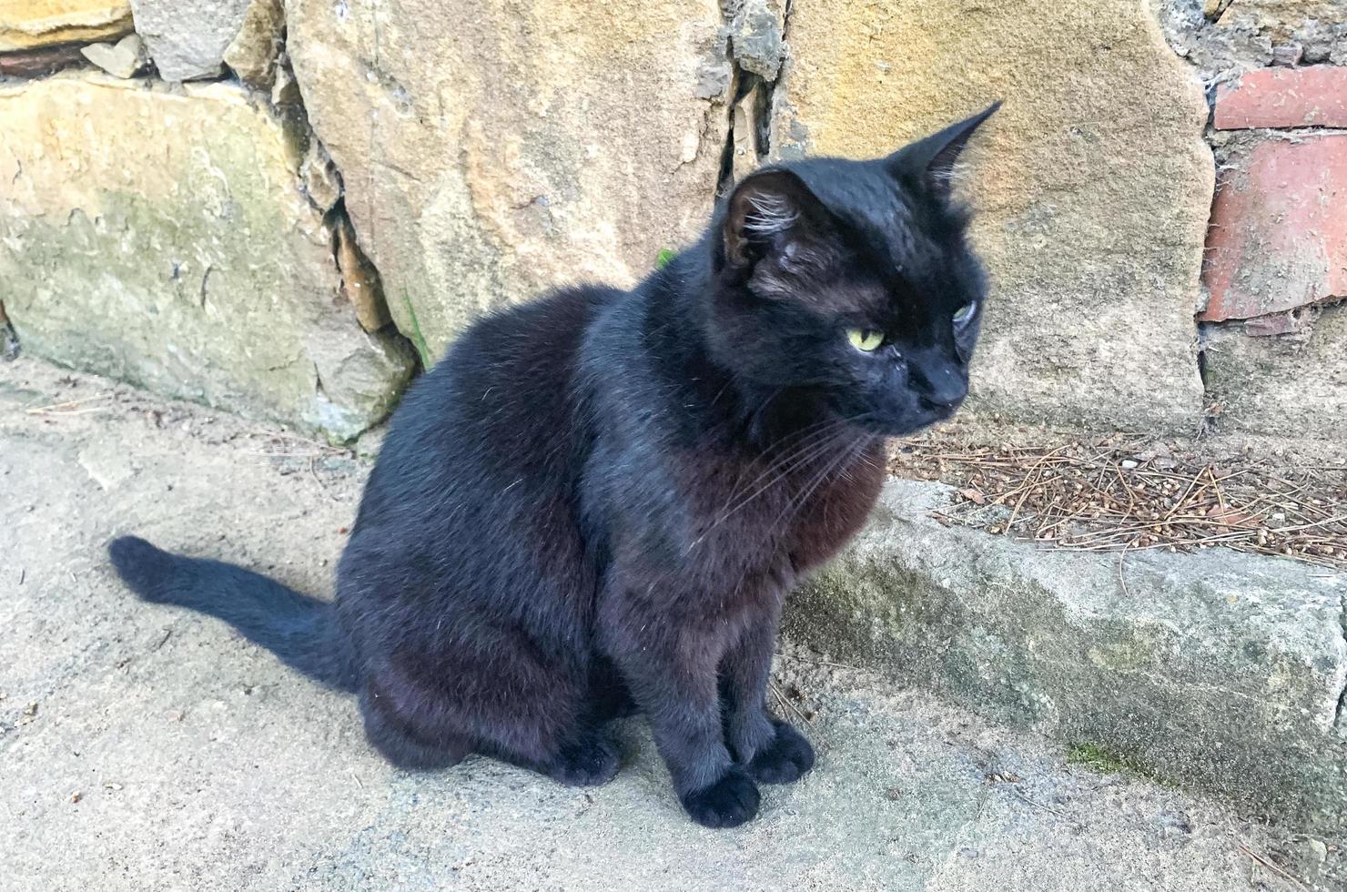 Obdachlose traurige schwarze Katze auf dem Hintergrund der Steinmauer foto