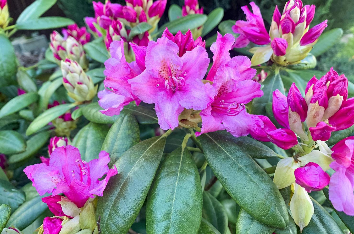 Rhododendronbusch blüht mit rosa Blüten. Studiofoto foto