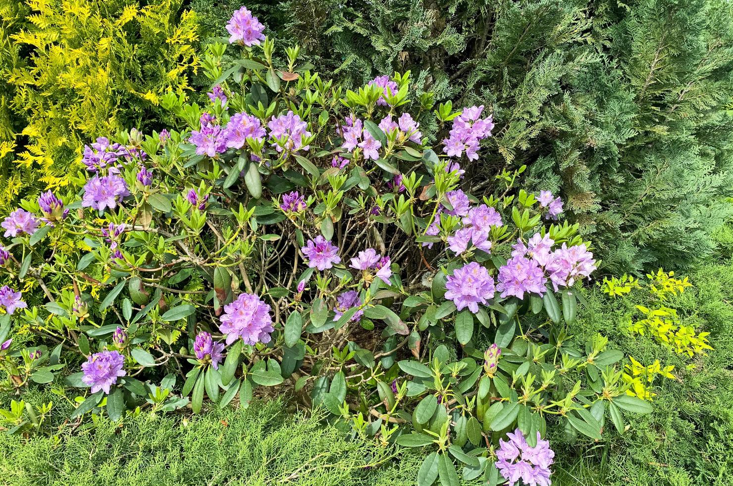 Rhododendronbusch blüht mit rosa Blüten. Studiofoto foto