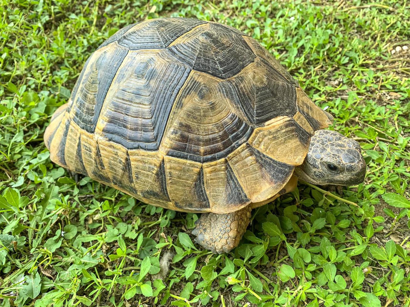 braune Schildkröte, die auf grünem Gras steht. Studiofoto foto