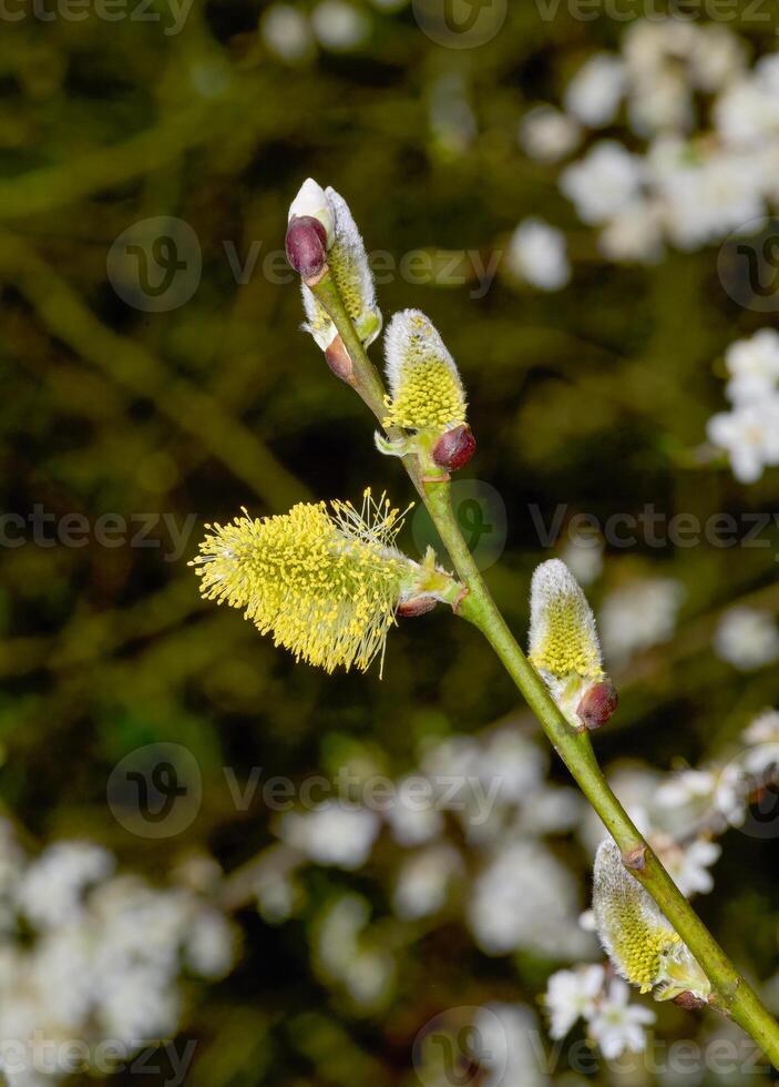 Ziege Weide bzw. Salix Caprea im blühen ,Rheinland ,Deutschland foto