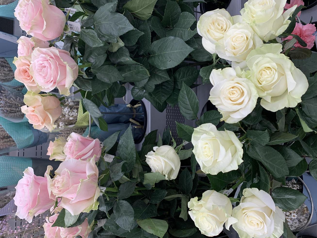 Schneiden Sie frische Rosen in Pastellfarben, Verkauf. Studiofoto foto