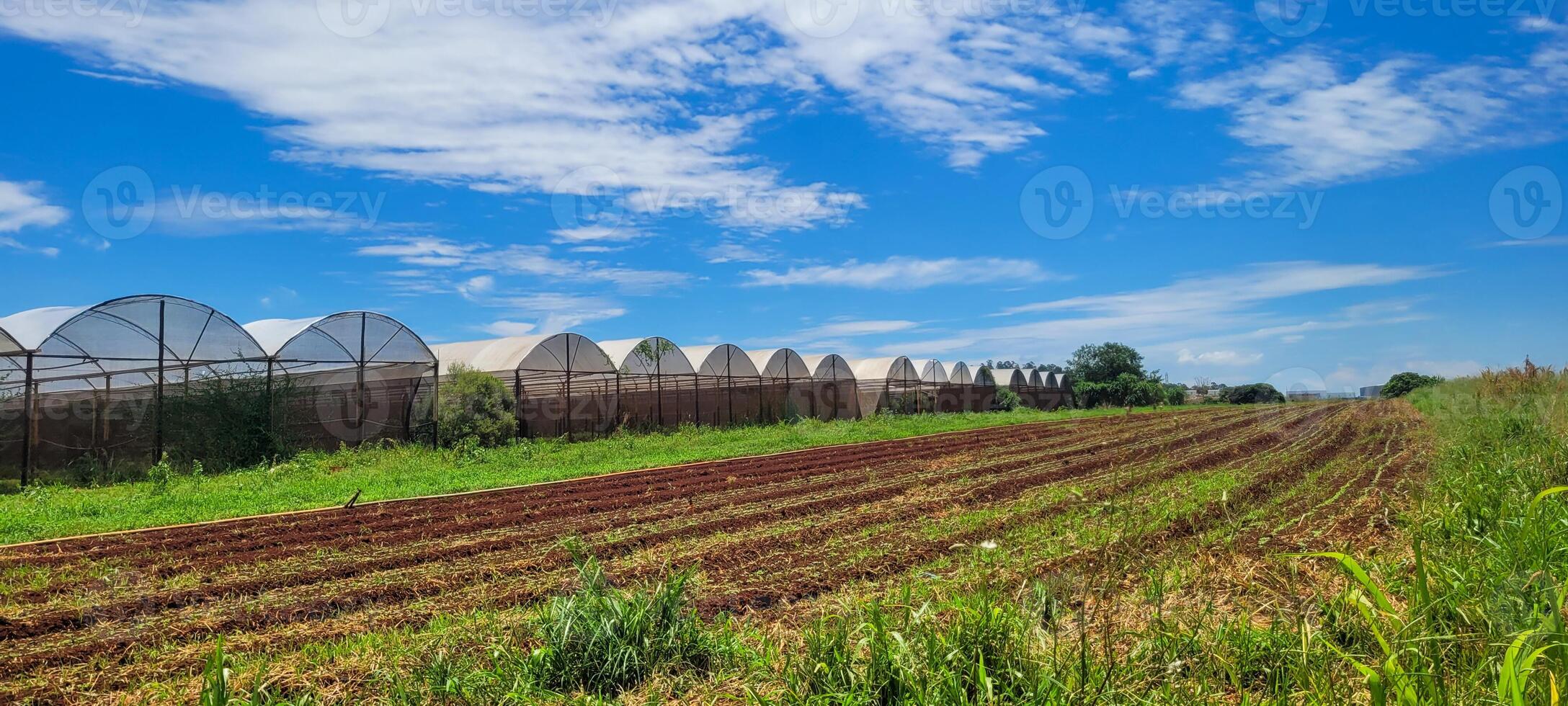 Gemüse Garten mit Gemüse gepflanzt auf gepflügt Land und im ein Gewächshaus foto